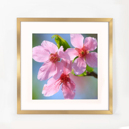 Złota ramka na zdjęcia HEN PASS Z 50x50 cm z passe partout (40x40 cm)